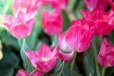 Fototapeta Tulipany - Beautiful bouquet of tulips. colorful tulips. nature background