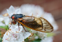 Red-eyed Cicada On White Flower