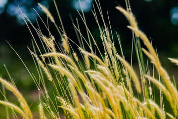 grass in the wind