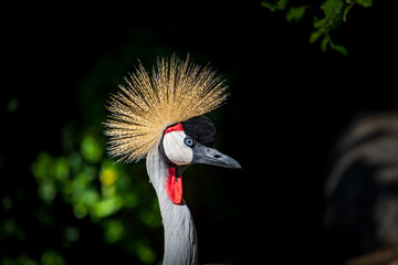 close up West African Crowned Crane with beautiful crown