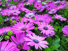 Beautiful Bright Closeup Purple African Daisy Flowers In A Garden