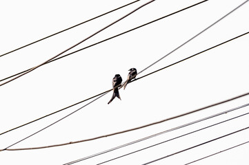 Black birds sitting on a cable white background