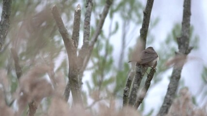 Wall Mural - A Beautiful Bluethroat is singing exuberantly on a branch