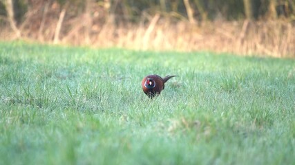 Wall Mural - An Beautiful pheasant in nature