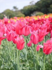 Wall Mural - Full-blooming Tulip in pink swaying in wind