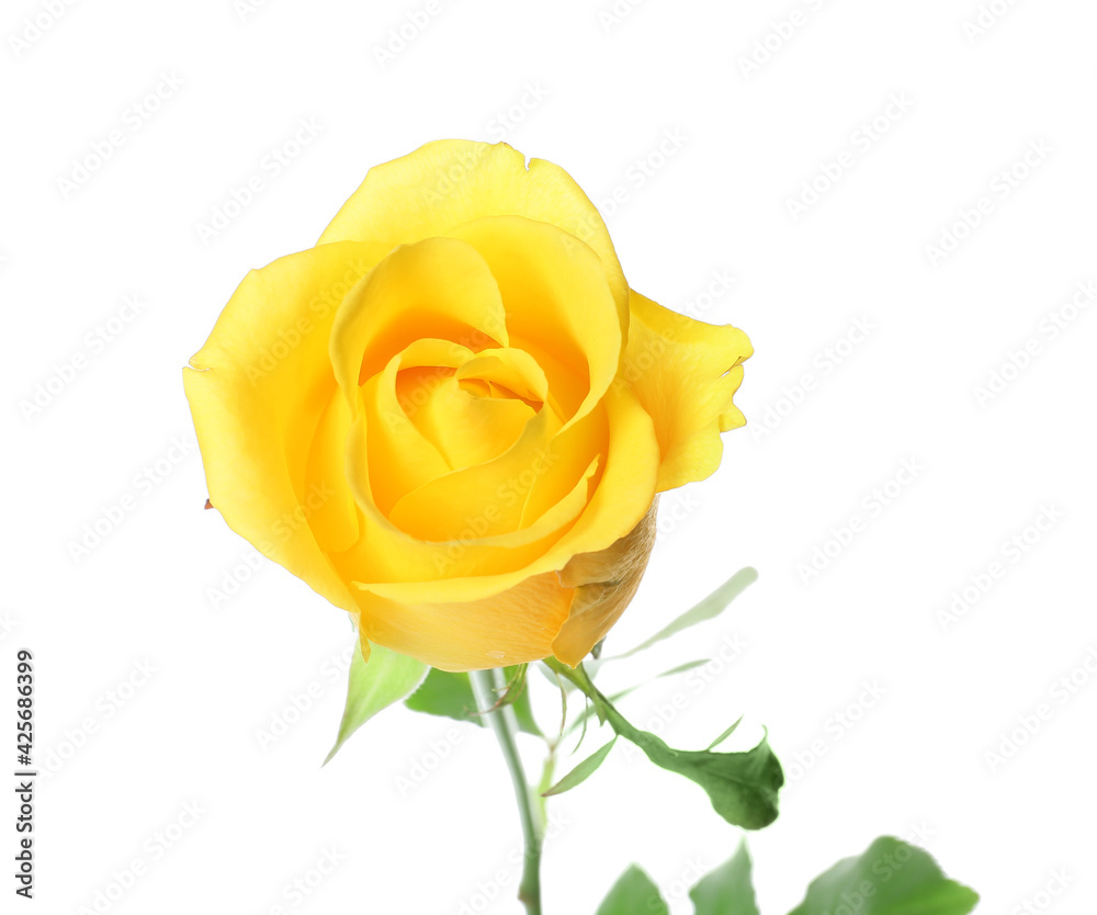 Fresh yellow rose on white background