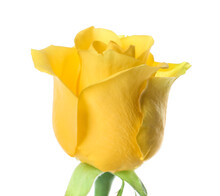 Fresh Yellow Rose On White Background