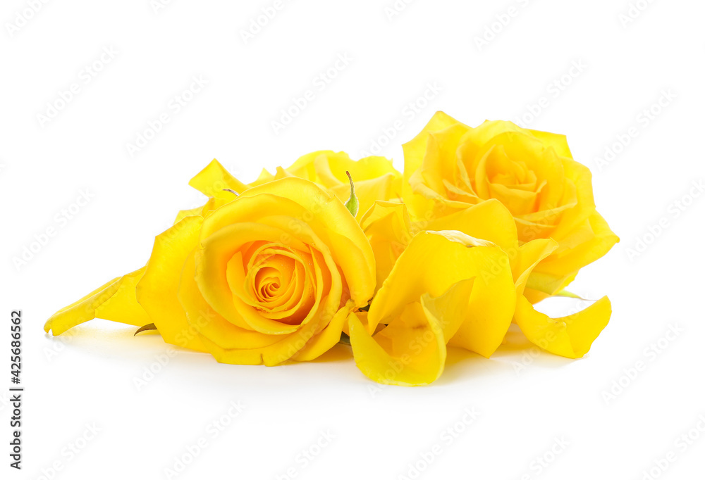 Fresh yellow roses with petals on white background