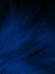 Wall Mural - Beautiful abstract blue feathers on white background, white feather texture and blue background, feather wallpaper, blue texture banners, love theme, valentines day, light blue texture, white gradient