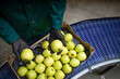 © littlewolf1989 - Unrecognizable worker checking quality of green organic apples while being transported via conveyer belt in food processing factory.