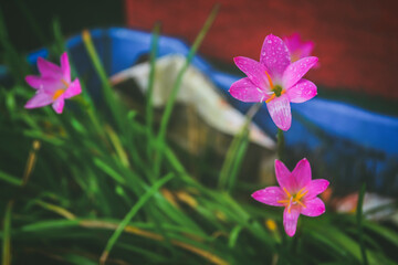 Wall Mural - Pink flowers in the garden