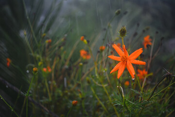 Wall Mural - orange flower in the roof garden