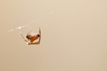 detail of spider inside a net