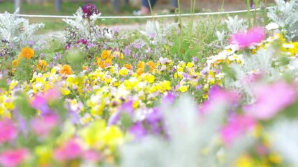 Wall Mural - Colorful, blooming, multi-colored flower garden in spring