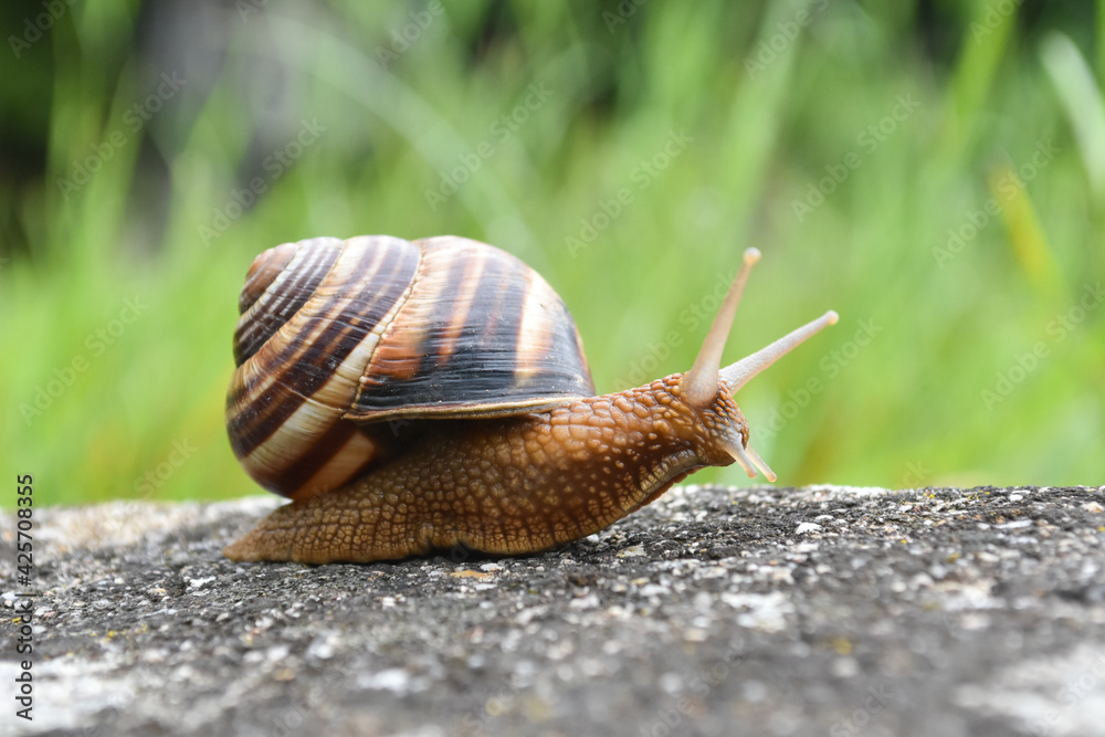Big snail in shell crawling on road. Helix pomatia also Roman snail, Burgundy snail, edible snail or escargot - obrazy, fototapety, plakaty 