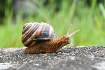 Wall Mural - Big snail in shell crawling on road. Helix pomatia also Roman snail, Burgundy snail, edible snail or escargot