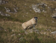 Owca stojaca na kamieniu w górach