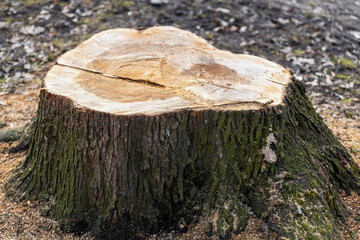 Poster - felled tree stump in the park close-up