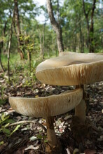 Two Large Mushrooms In The Forest