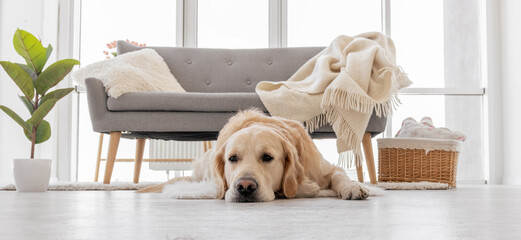 Sticker - Golden retriever dog at home interior