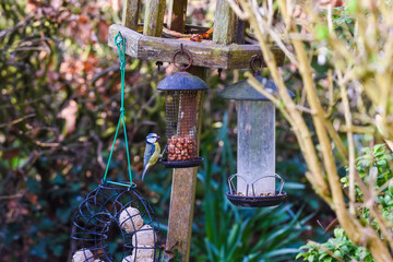 Wall Mural - Blue tit or Cyanistes caeruleus feeding from a bird feeder in a garden