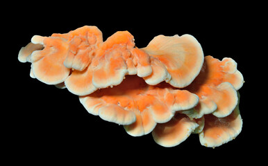 Poster - Edible mushroom (Laetiporus sulphureus)