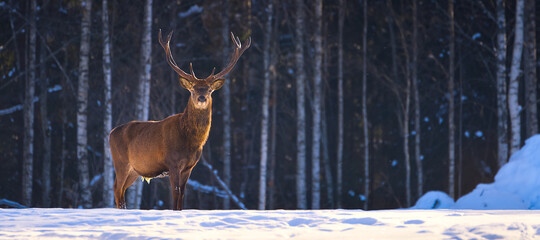 red deer in winter forest looking to camera. wildlife, protection of nature. cervus elaphus in cold 