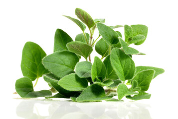 Wall Mural - Oregano on white Background Isolated