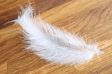 White feather lies on wooden table closeup