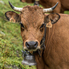 Wall Mural - Vache alpine à La Clusaz, Haute-Savoie, France