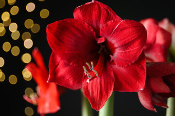 Wall Mural - Beautiful red amaryllis flowers on black background, closeup. Bokeh effect