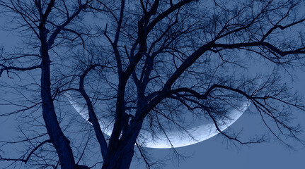 Aufkleber - Silhouette of barren lone tree with crescent moon