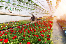 Industrial Growth Of Pink Roses In A Dutch Greenhouse