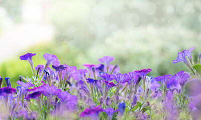 Wall Mural - Beautiful purple flowers in garden. Sunny day background