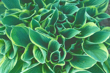 Wall Mural - Green leaves  pattern background. Hosta plant in garden