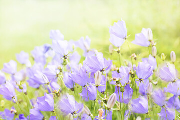 Wall Mural - bells  meadow in summer light. Garden flowers background.