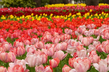 Colorful tulip flowers are blooming  at tulip field at Yokohama, Kanagawa, Japan. March and April in Spring.