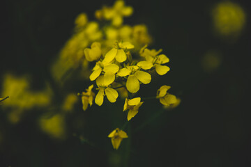 Poster - 菜の花