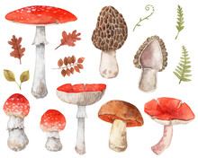 Set Of Hand Painted Mushrooms. Watercolor Botanical Illustrations