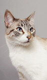 Fototapeta Koty - Gato blanco con manchas