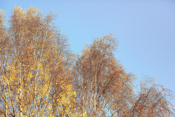 Wall Mural - branches leaves yellow background / abstract seasonal background falling leaves beautiful photo