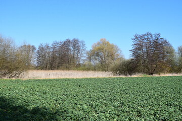 Wall Mural - Sumpfland in der Eifel während des März