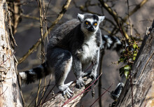 The Ring-tailed Lemur,Lemur Catta With White Ringed Tail Is The Most Known Lemur