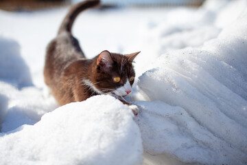 Wall Mural - A brown, fluffy cat makes its way through snowdrifts in winter.