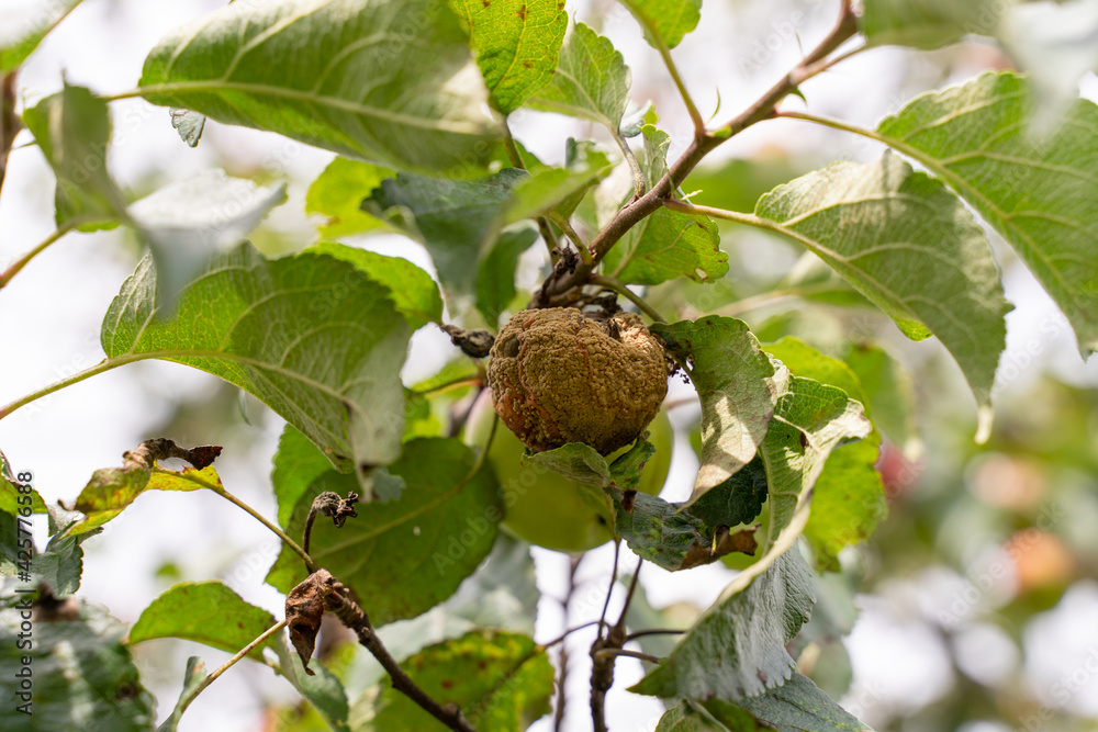 Crop of apples ruined by diseases of fruit trees. Apple is affected by ...