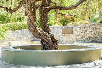 a greek ancient olive tree protected in a neat garden in chania city, crete island, greece.