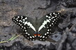 citrus swallowtail or Christmas butterfly (papilio demodocus)