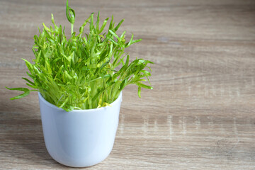 Morning glory seedlings are not fully grown in a glass. Micro Greens are vegetables with high nutritional value, suitable for salads or vegetable consumers. young sprout microgreen organic.