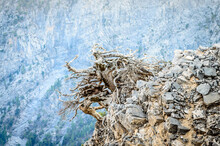 Close Up View Of Large Exposed Tree Roots Protruding Over The Ground At The Edge Of A Steep Cliff In Crete Island, Greece. Samaria Canyon In Background.