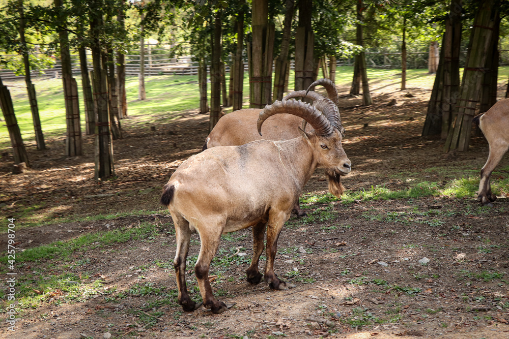 group of male Capra aegagrus hircus in a wooded environment eating ...